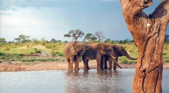 How to Choose the Right African Safari