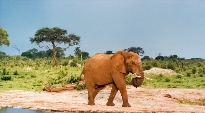 The Ultimate Africa Travel Bucket List