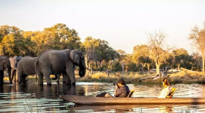 Unique Elephant Experience in Botswana