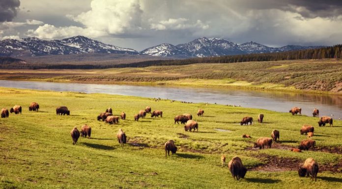 Best Spots to See Wildlife in the U.S.
